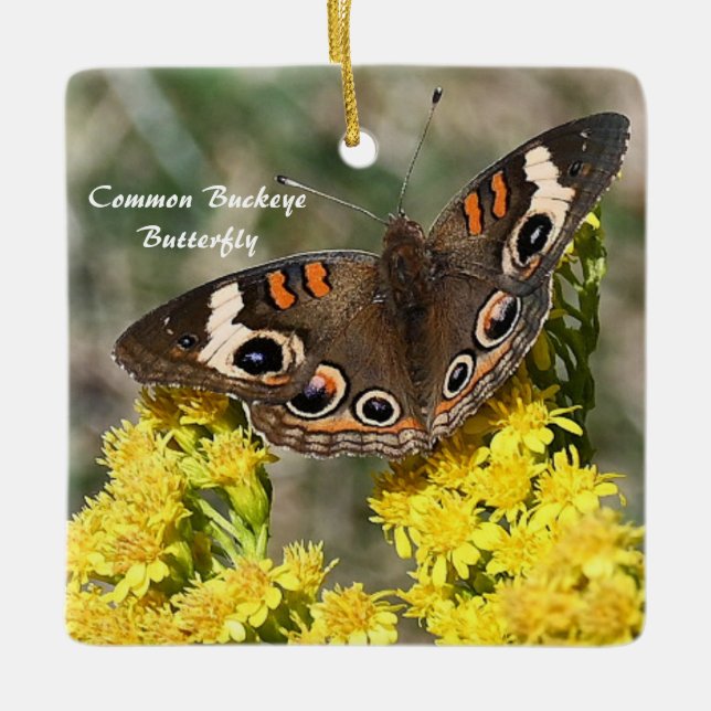 Cerâmica Ornamento de Fotografias com Borboleta Buckey Comu (Frente)