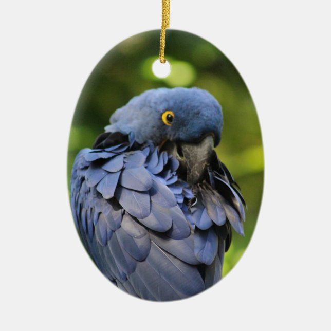 Cerâmica ornamento de papagaio azul (Frente)