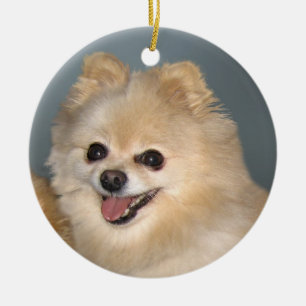 Cerâmica Ornamento de Pomeranian