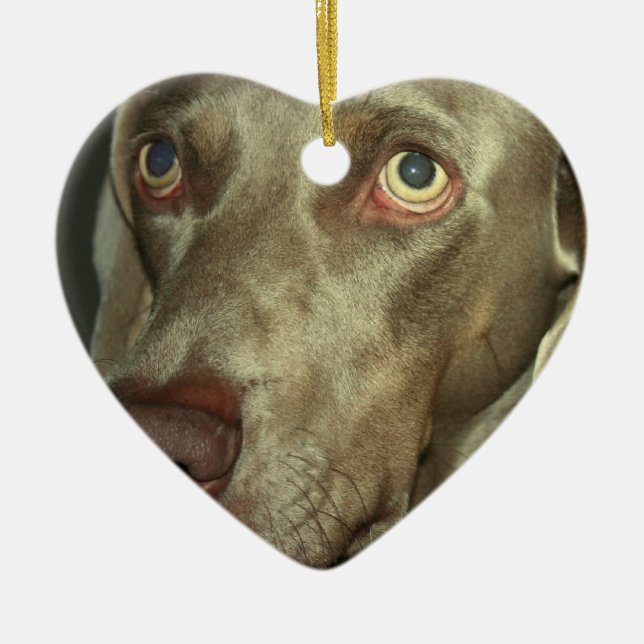 Cerâmica Ornamento de Weimaraner do amor (Frente)