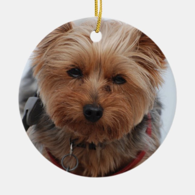 Cerâmica Ornamento de Yorkie (Frente)