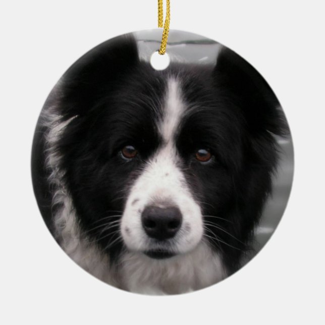 Cerâmica Ornamento do cão de border collie (Frente)