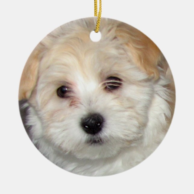 Cerâmica Ornamento do filhote de cachorro de Havanese (Frente)