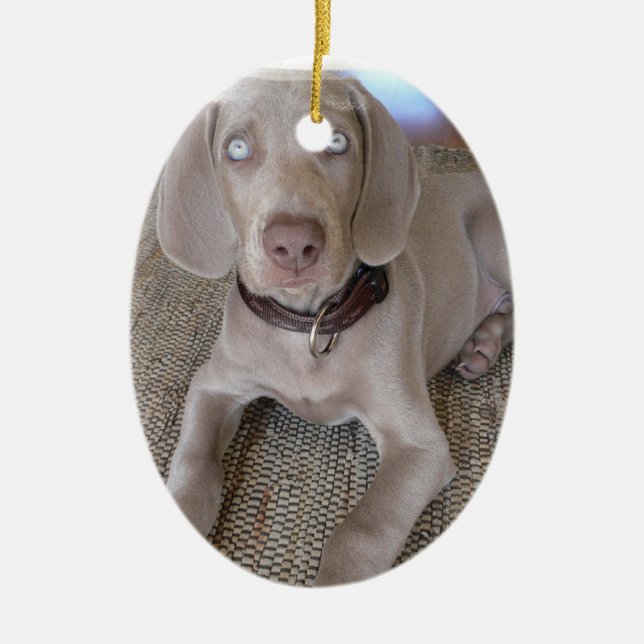 Cerâmica Ornamento do filhote de cachorro de Weimaraner (Frente)