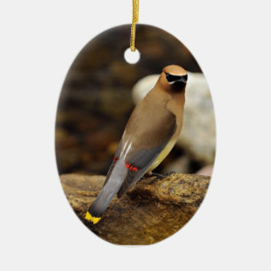 Cerâmica Ornamento do Waxwing de cedro