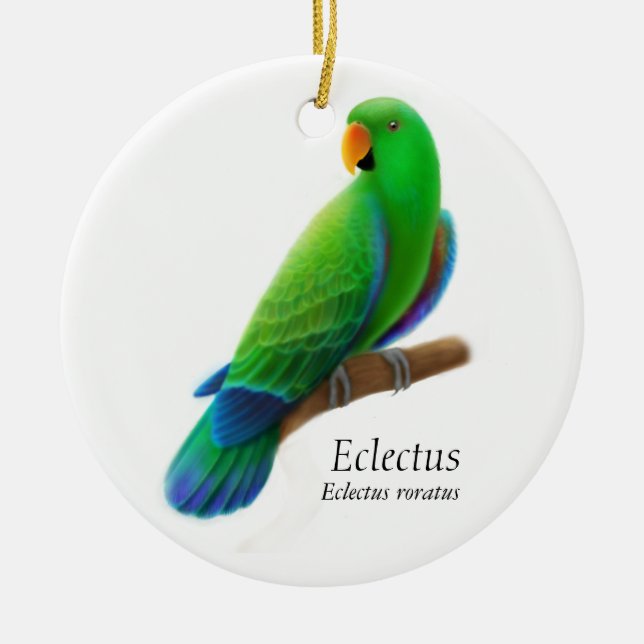Cerâmica Ornamento masculino do papagaio de Eclectus (Frente)