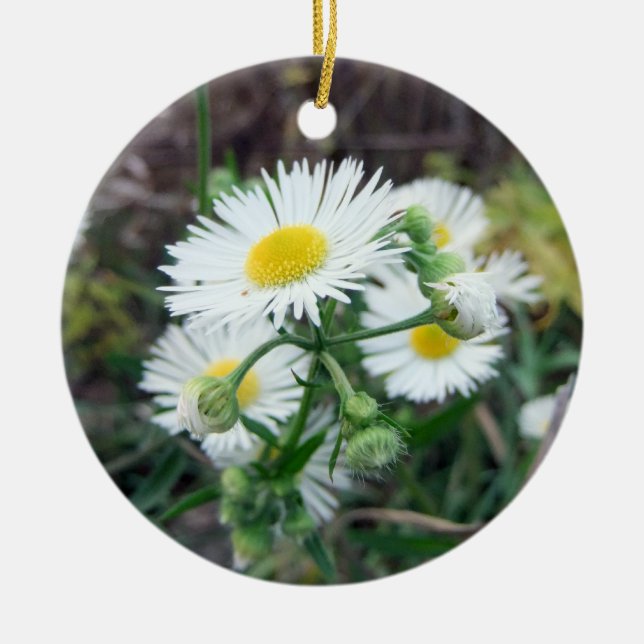 Cerâmica Ornamento redondo da foto 2-Sided de Fleabane da (Frente)
