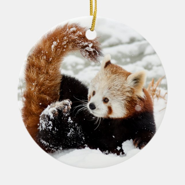 Cerâmica Panda Vermelha Brincando em Ornamento Cerâmico de  (Frente)