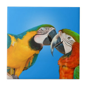 Cerâmica Pares de papagaios que beijam o azulejo