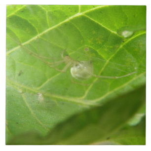 Cerâmica Pequeno Azulejo de Aranha