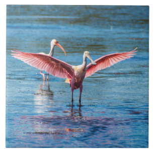 Cerâmica Roseate Spoonbill Azulejo Fotográfico Grande De 6