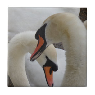 Cerâmica Swans Pequenos (4,25" x 4,25") Azulejo de Foto Cer