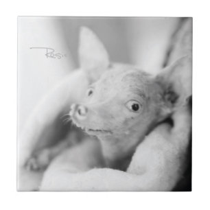 Cerâmica Tudo azulejo de Rosie