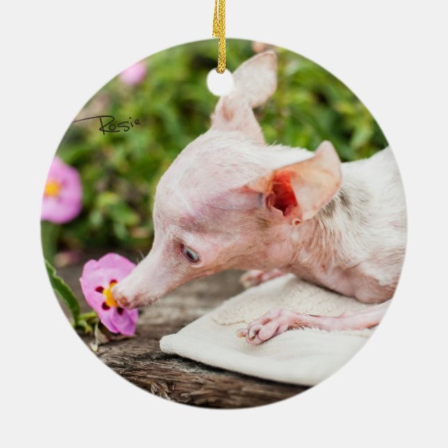 Cerâmica Tudo Ornamento de Foto Rosie (Traseira)