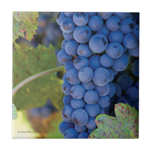Cerâmica Uvas do vinhedo de Sonoma County - azulejo
