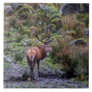 Cerâmica Veado vermelho selvagem no azulejo de Scotland