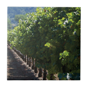 Cerâmica Vinhedo de Sonoma County - azulejo