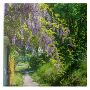 Cerâmica Wisteria num azulejo cerâmico de pista rural