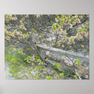 Cerca Contra Dunas IBSP Poster