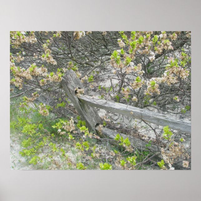 Cerca Contra Dunas IBSP Poster (Frente)