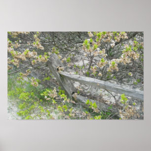 Cerca Contra Dunas IBSP Poster