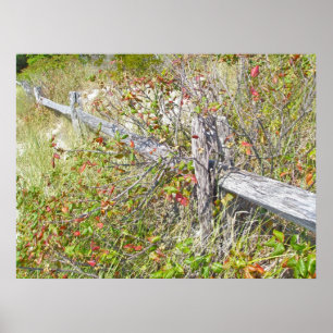 Cerca e veneno Ivy IBSP NJ Poster