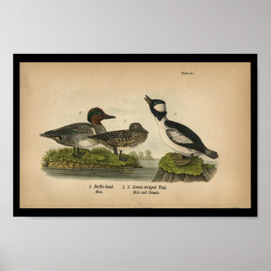 Cerceta 1890 Verde-voada impressão do pássaro