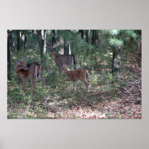 Cervos de Whitetail no Poconos. impressão 0200