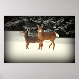 Cervos no poster da neve