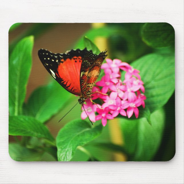 Cethosia biblis Mousepad (Frente)