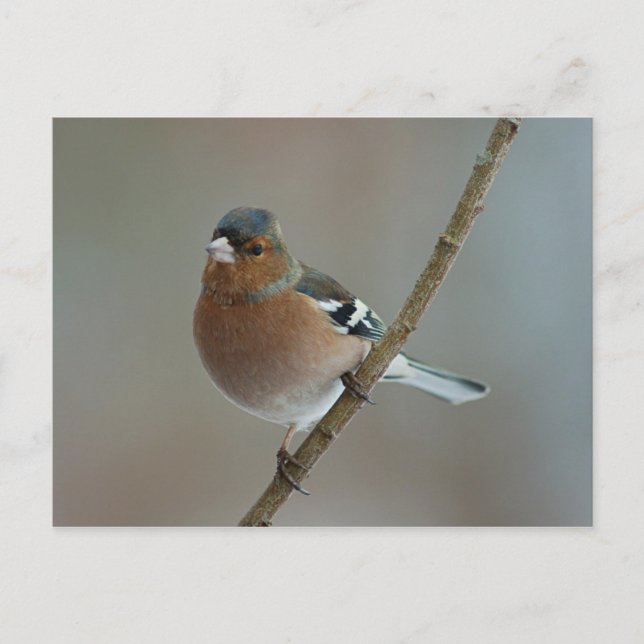 Chaffinch - cartão postal (Frente)