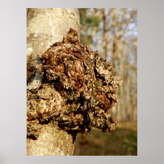 Chaga Mushroom Poster (Frente)