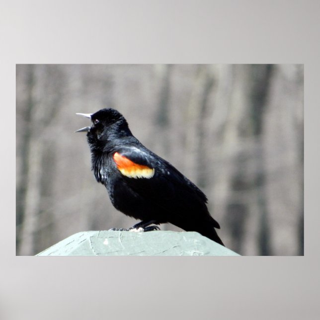 Chamada Red Winged Blackbird para Primavera Poster (Frente)