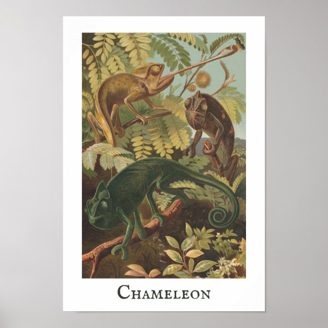 Chameleon Vintage Poster Impressão (Frente)