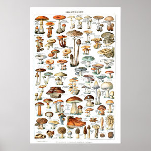 Champignons - Coleção de cogumelos Poster