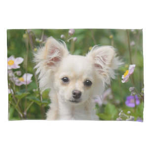Chantilly Chihuahua Dog Portrait Foto -