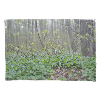 Chão da Floresta dos Cárpatos Romênia Fotografia d
