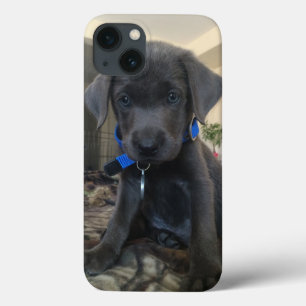 charcoal labrador case