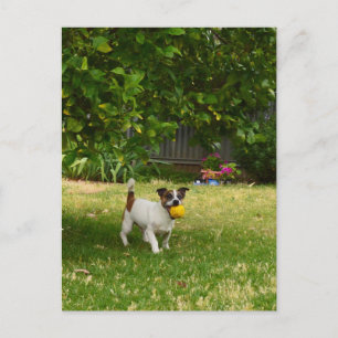 Charlie O Fox Terrier Jogo de Bola, Cartão Postal