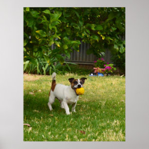 Charlie The Fox Terrier Time Play, Poster