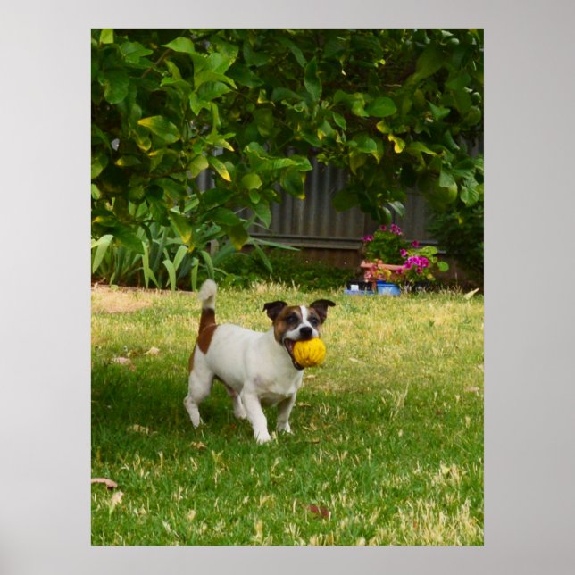 Charlie The Fox Terrier Time Play, Poster (Frente)