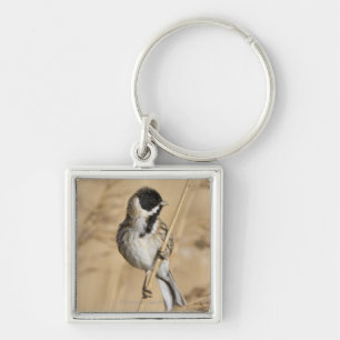 Chaveiro A estamenha de lingüeta (schoeniclus do Emberiza)