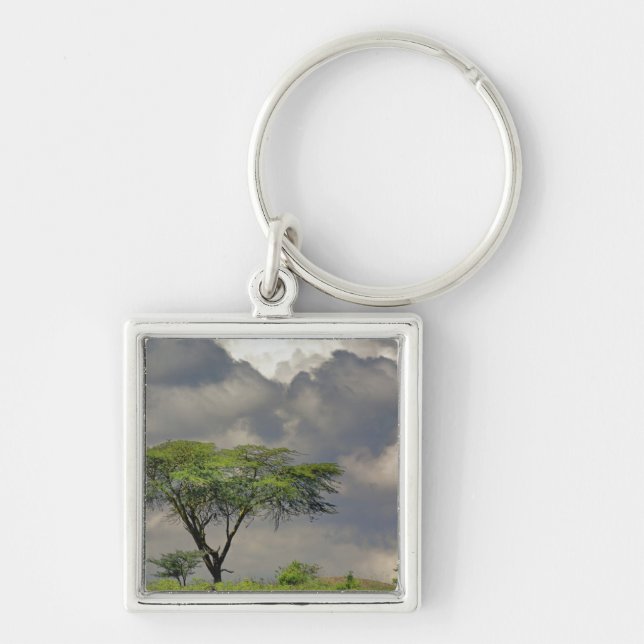 Chaveiro Acácia-tortilis, Acacia tortilis, e 2 (Frente)