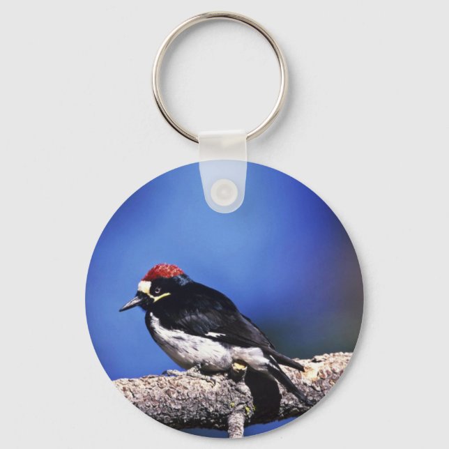 Chaveiro Acorn Woodpecker (Frente)