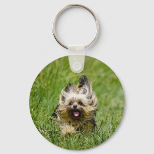 Chaveiro Adorável Yorkshire Terrier correndo pela grama