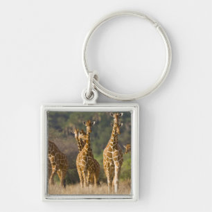 Chaveiro África. Quênia. Manada de girafas-reticuladas