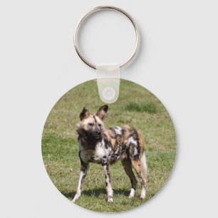 Chaveiro african-wild-dog-014