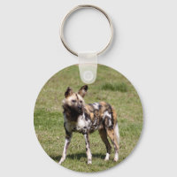africano-selvagem-cão-014