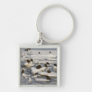 Chaveiro Águia Balda, Haliaeetus leucocephalus, Homer, 2