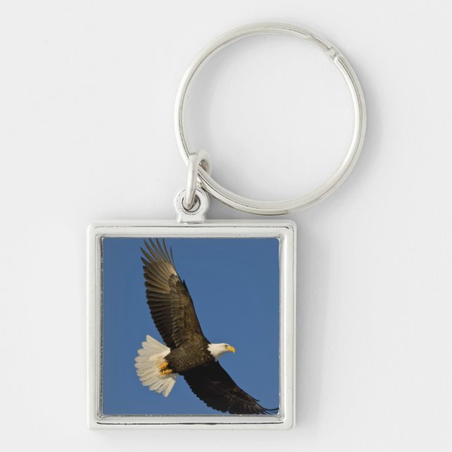 Chaveiro Águia-careca, Haliaeetus leucocephalus, Homer, (Frente)